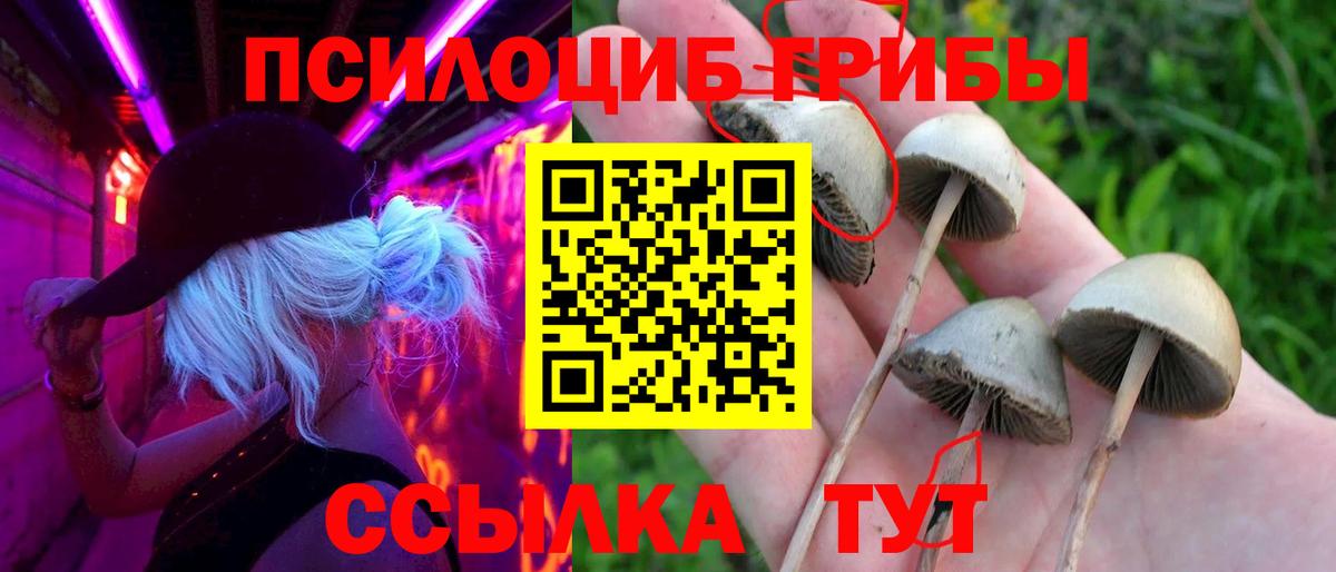 Псилоцибиновые грибы Cubensis Дербент